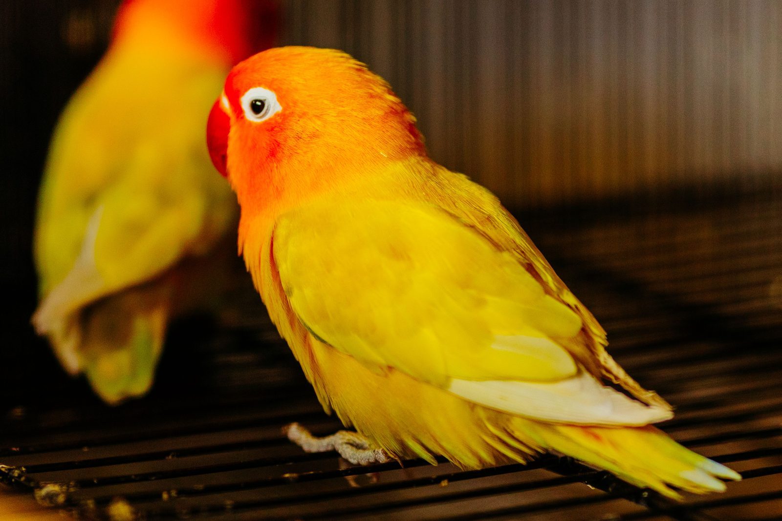 Photo from Birdcage